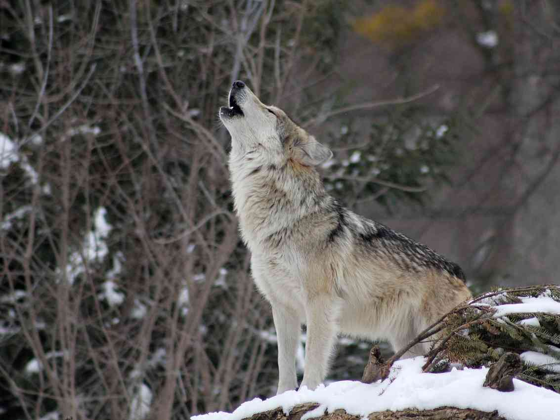 Immagine articolo: Perché si dice in bocca al lupo? Ecco perché
