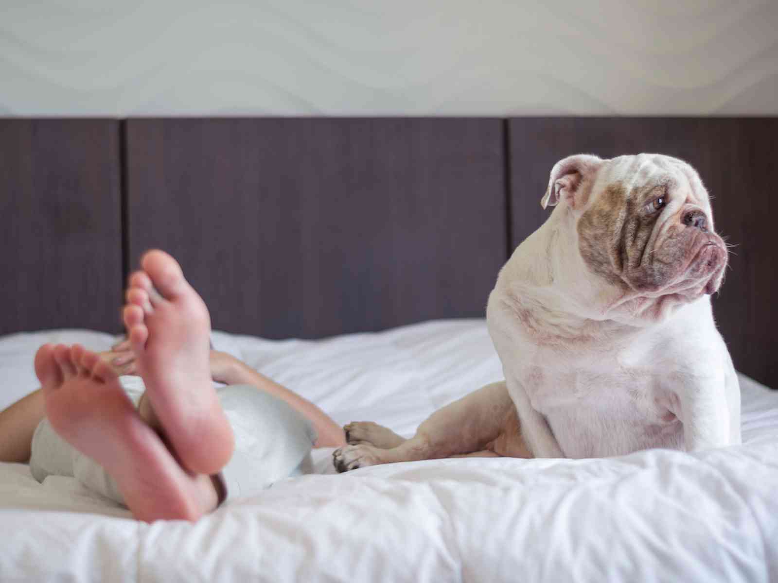 Immagine articolo: Perché i cani leccano i piedi?