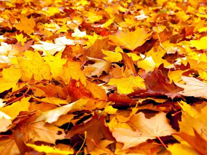 Immagine articolo: Perché in autunno gli alberi lasciano cadere le foglie? Ecco perché